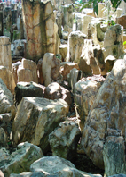 Holz Fossil